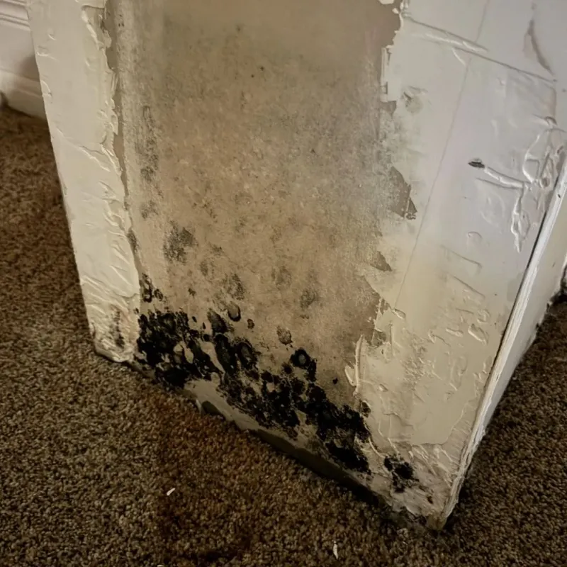 Professional Mold Removal in Navarre, FL